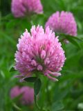 Trifolium pratense