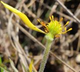 Adonis volgensis