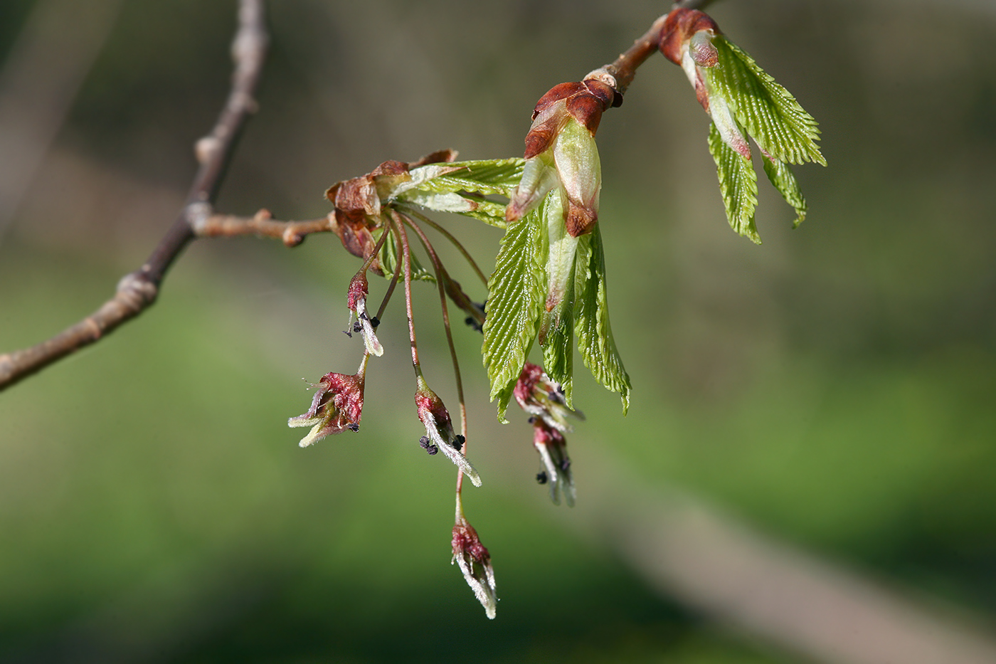 Image of Ulmus laevis specimen.
