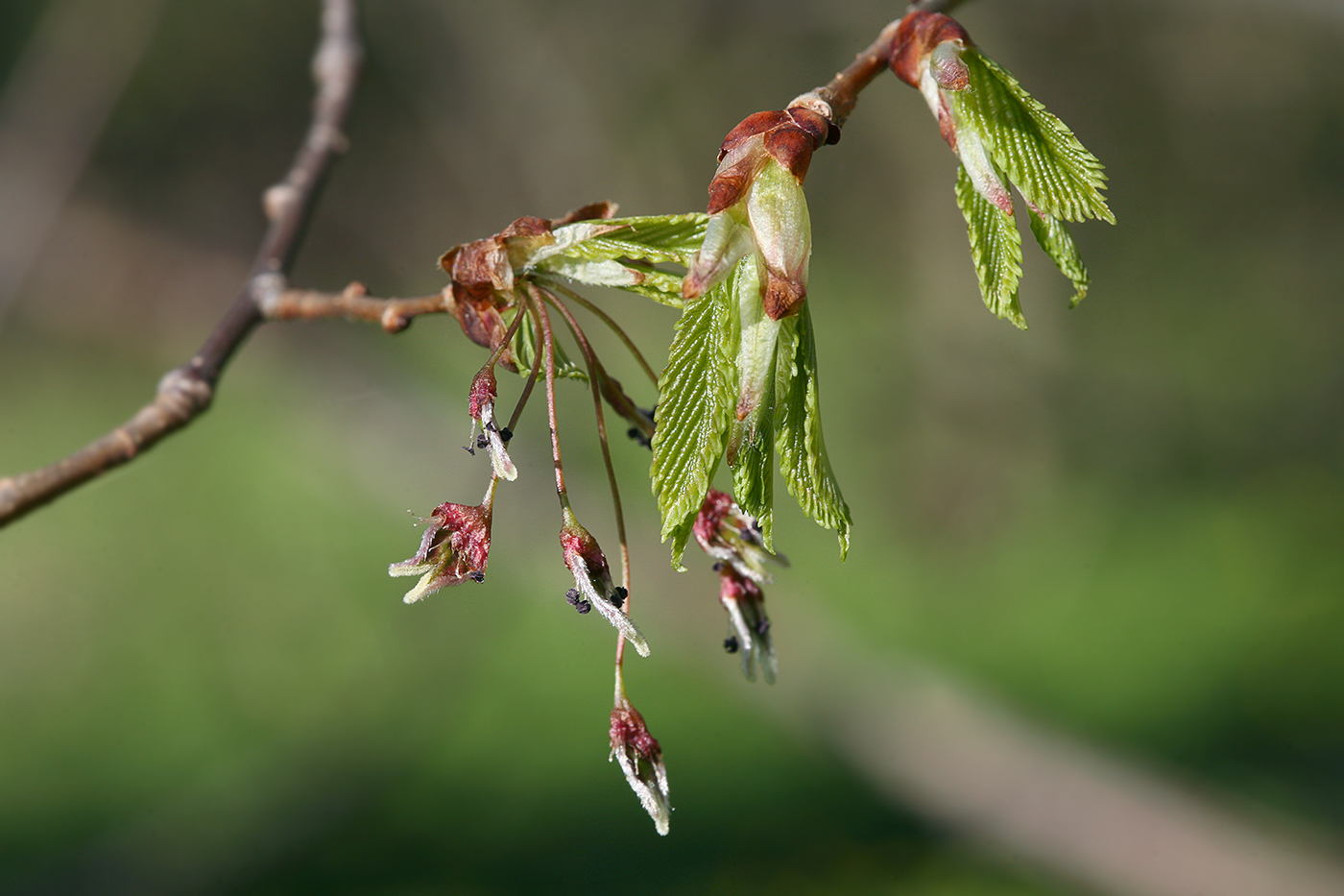 Изображение особи Ulmus laevis.