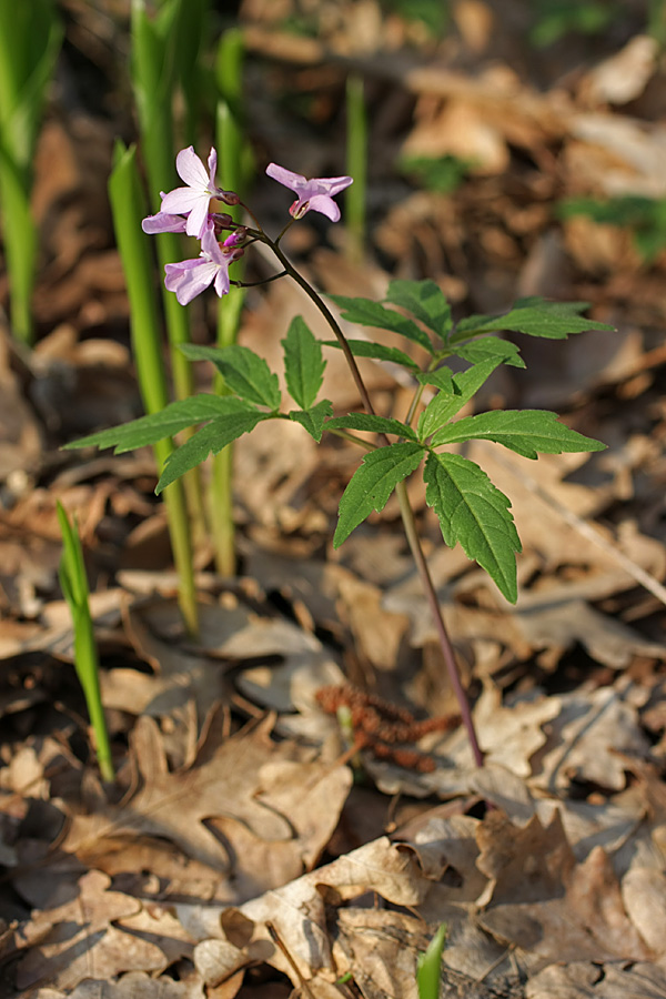 Image of Cardamine quinquefolia specimen.