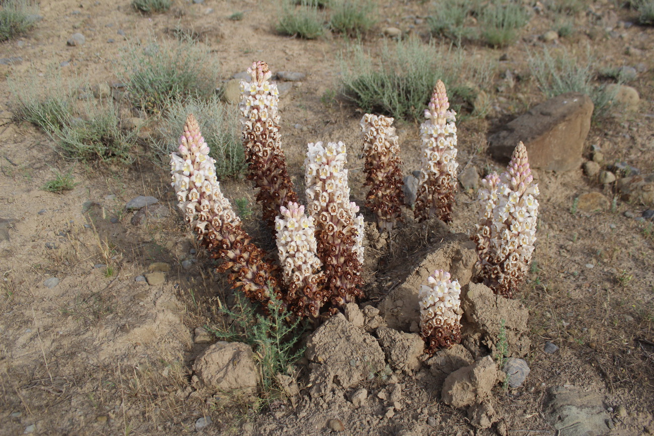 Image of Cistanche mongolica specimen.