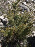 Juniperus oblonga