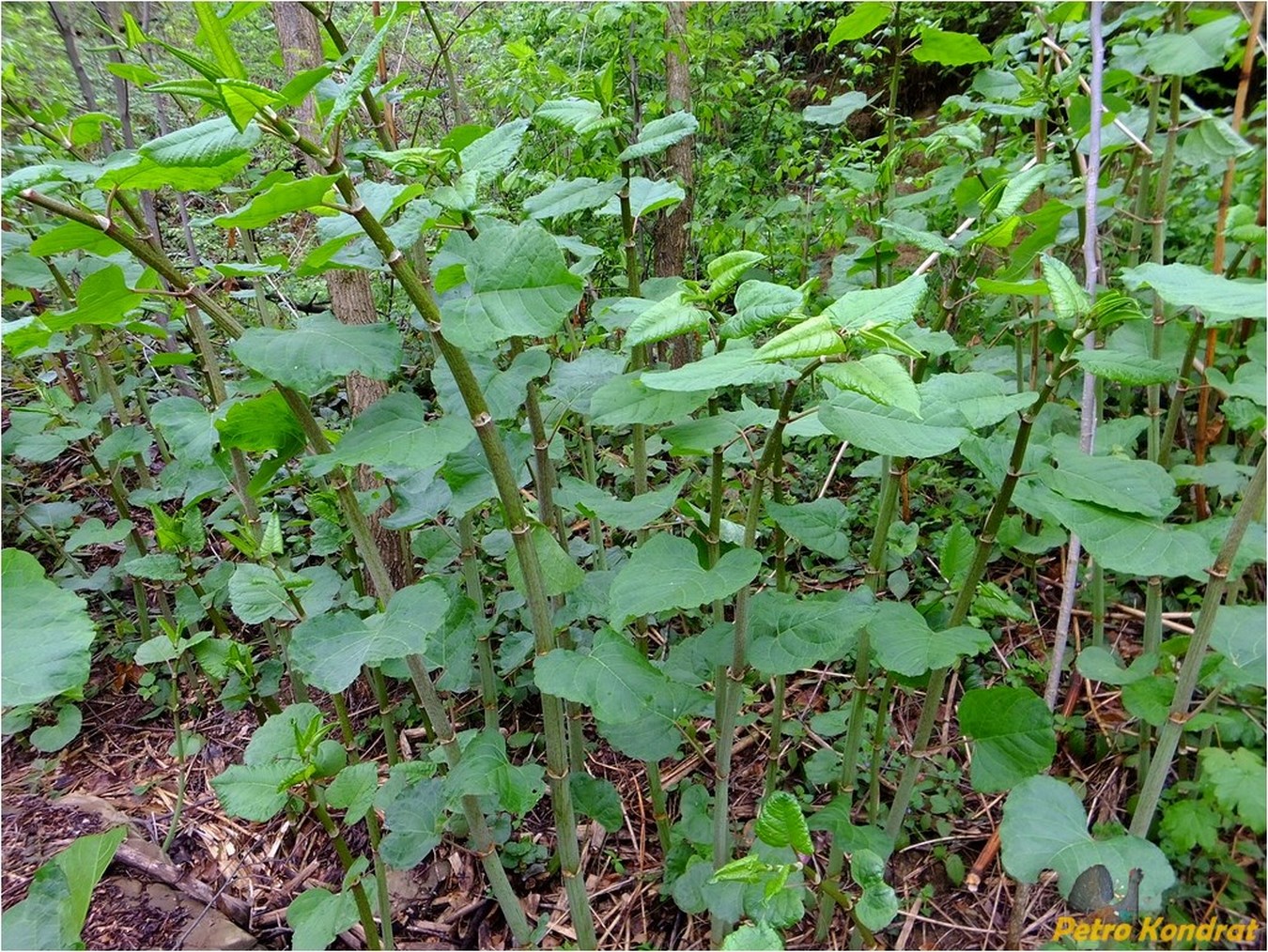 Изображение особи Reynoutria japonica.