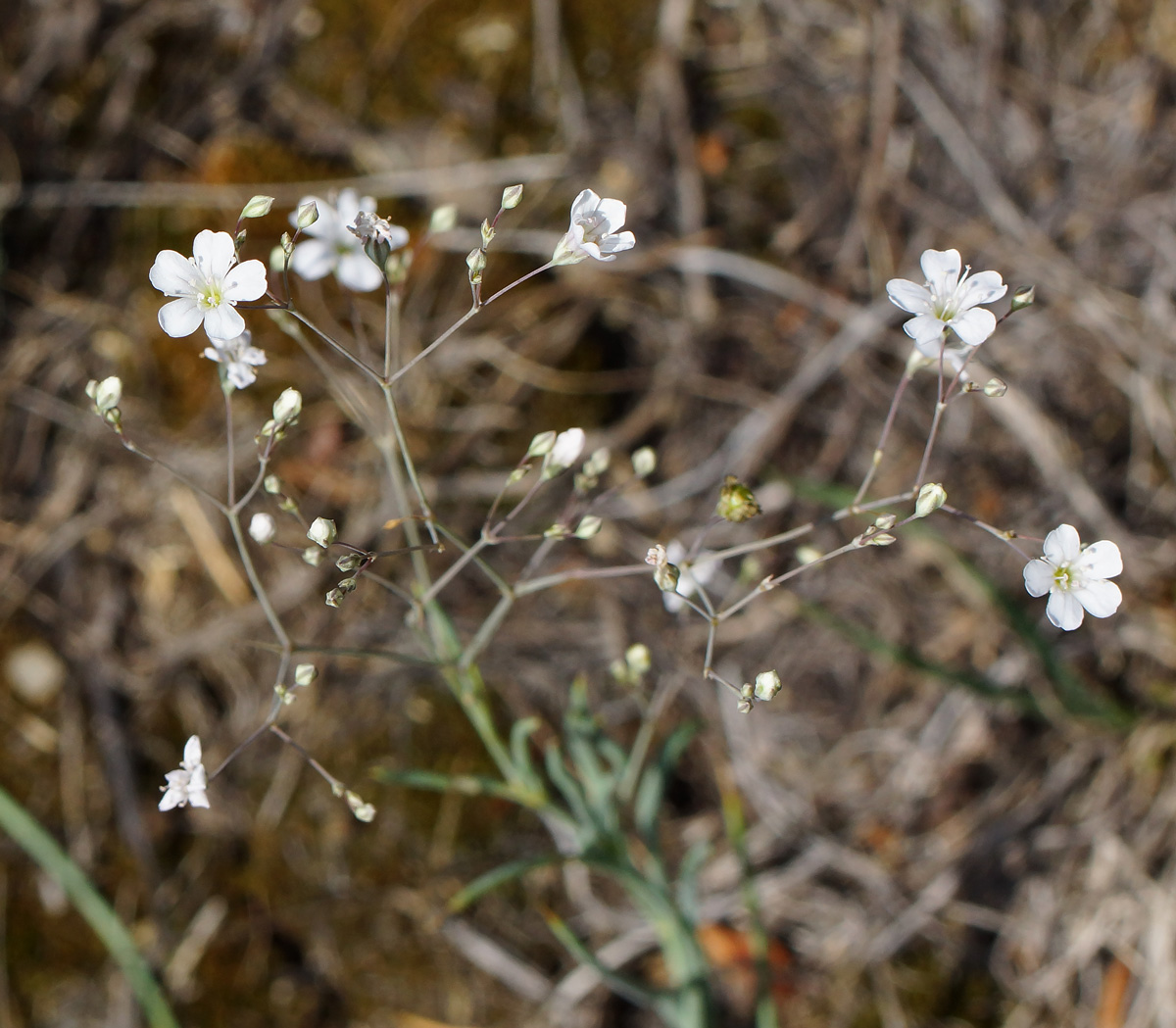 Image of Gypsophila patrinii specimen.