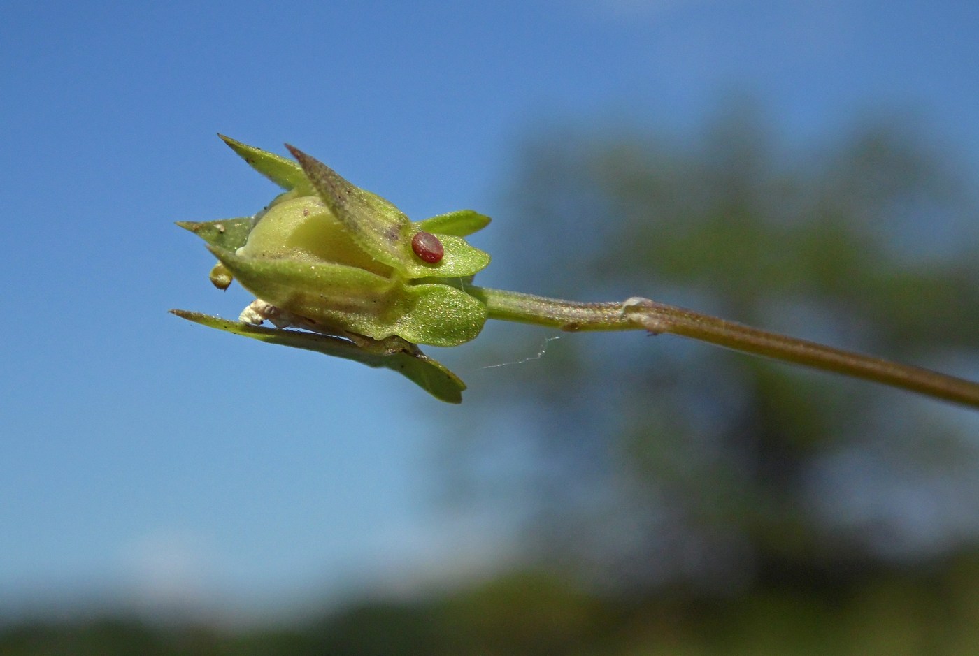 Image of Viola arvensis specimen.