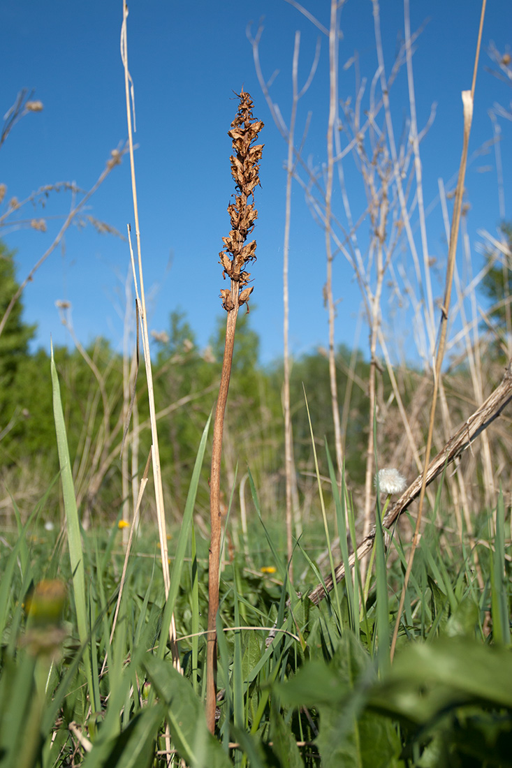 Image of Orobanche pallidiflora specimen.