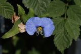 Commelina erecta