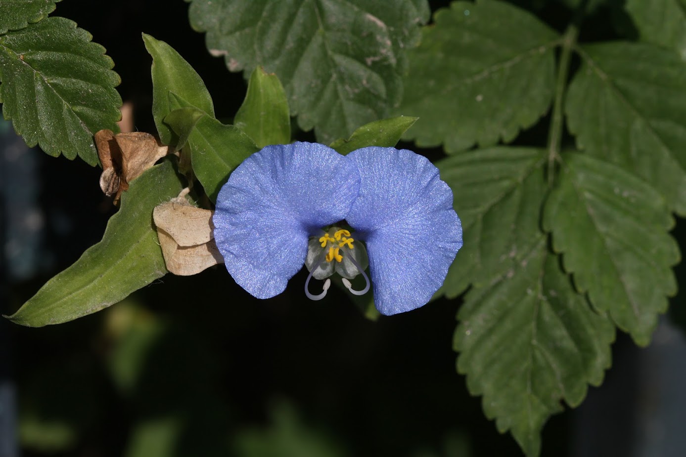 Image of Commelina erecta specimen.