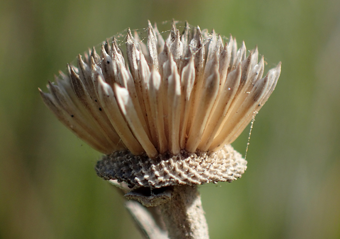 Image of Pallenis spinosa specimen.
