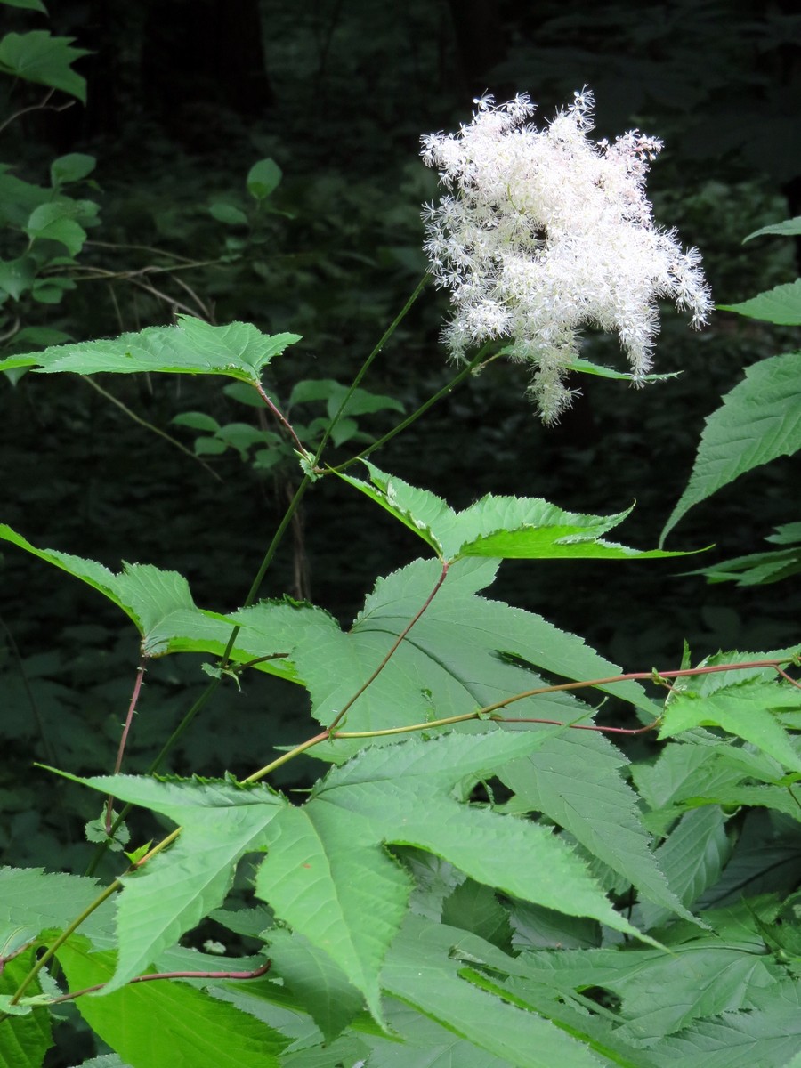 Image of Filipendula camtschatica specimen.