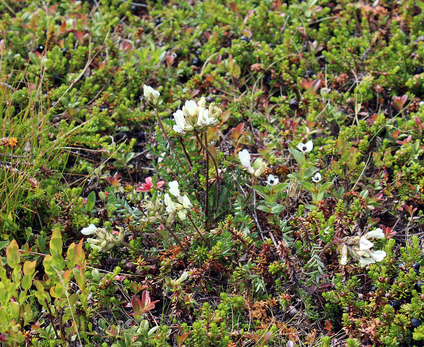 Image of Oxytropis sordida specimen.