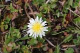 Taraxacum zhukovae