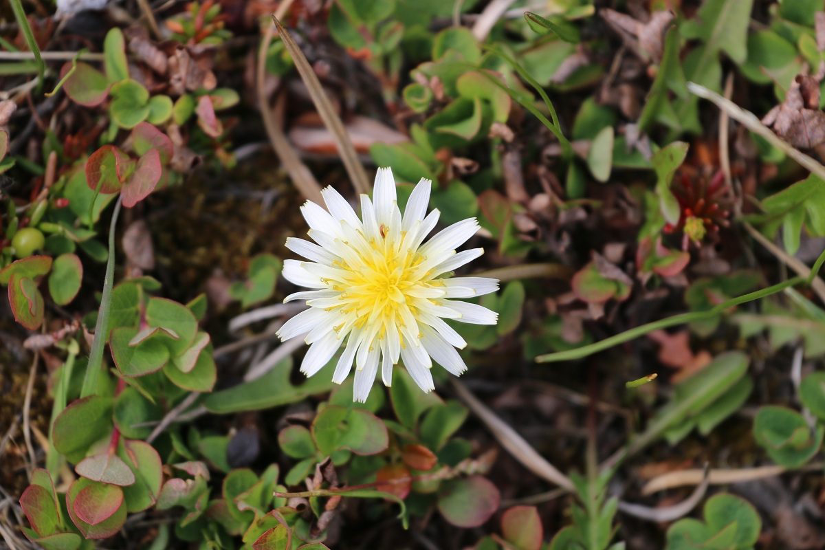 Image of Taraxacum zhukovae specimen.