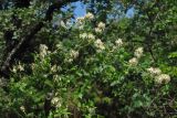 Clematis flammula