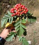 Sorbus roopiana