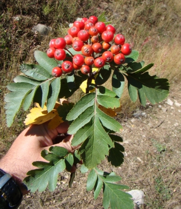 Image of Sorbus roopiana specimen.