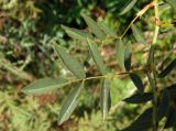 genus Rosa. Листья. Украина, Днепропетровская обл., Апостоловский р-н, Токовский сельский совет, к югу от Токовских водопадов. 04.08.2018.