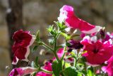 Petunia × hybrida. Верхушка побега с цветками. Израиль, у подножья горы Хермон, в культуре. 07.07.2018.