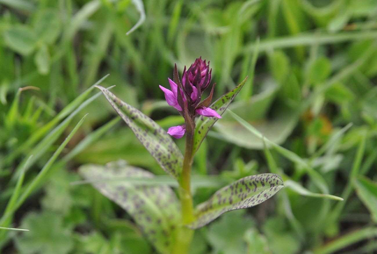 Image of Dactylorhiza urvilleana specimen.