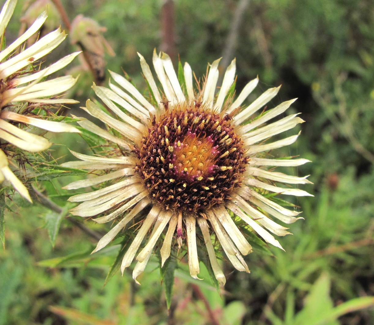 Image of Carlina vulgaris specimen.