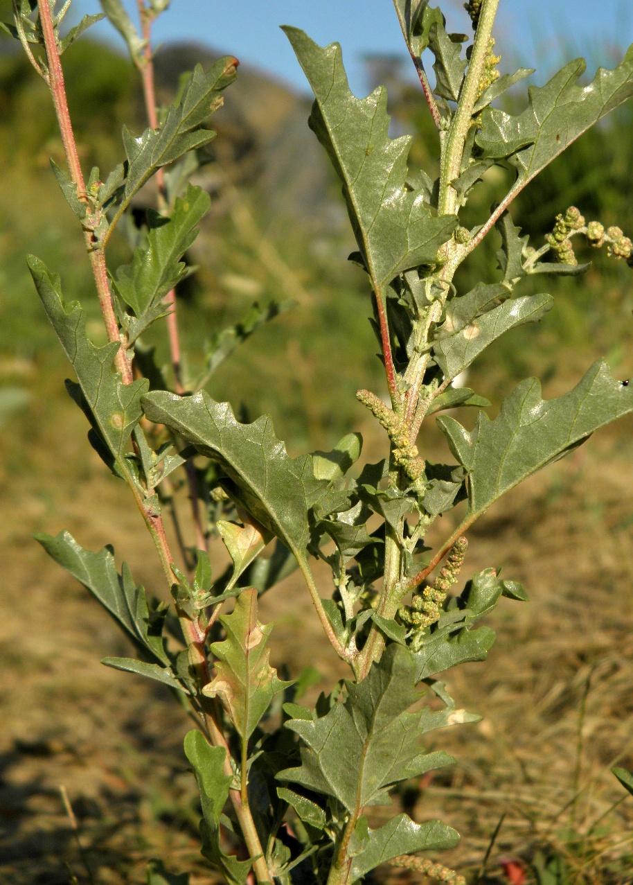 Изображение особи Atriplex tatarica.