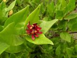 Calycanthus floridus. Цветок на верхушке побега. Украина, г. Кривой Рог, Криворжский ботанический сад НАН Украины, дендрарий. 20.07.2018.