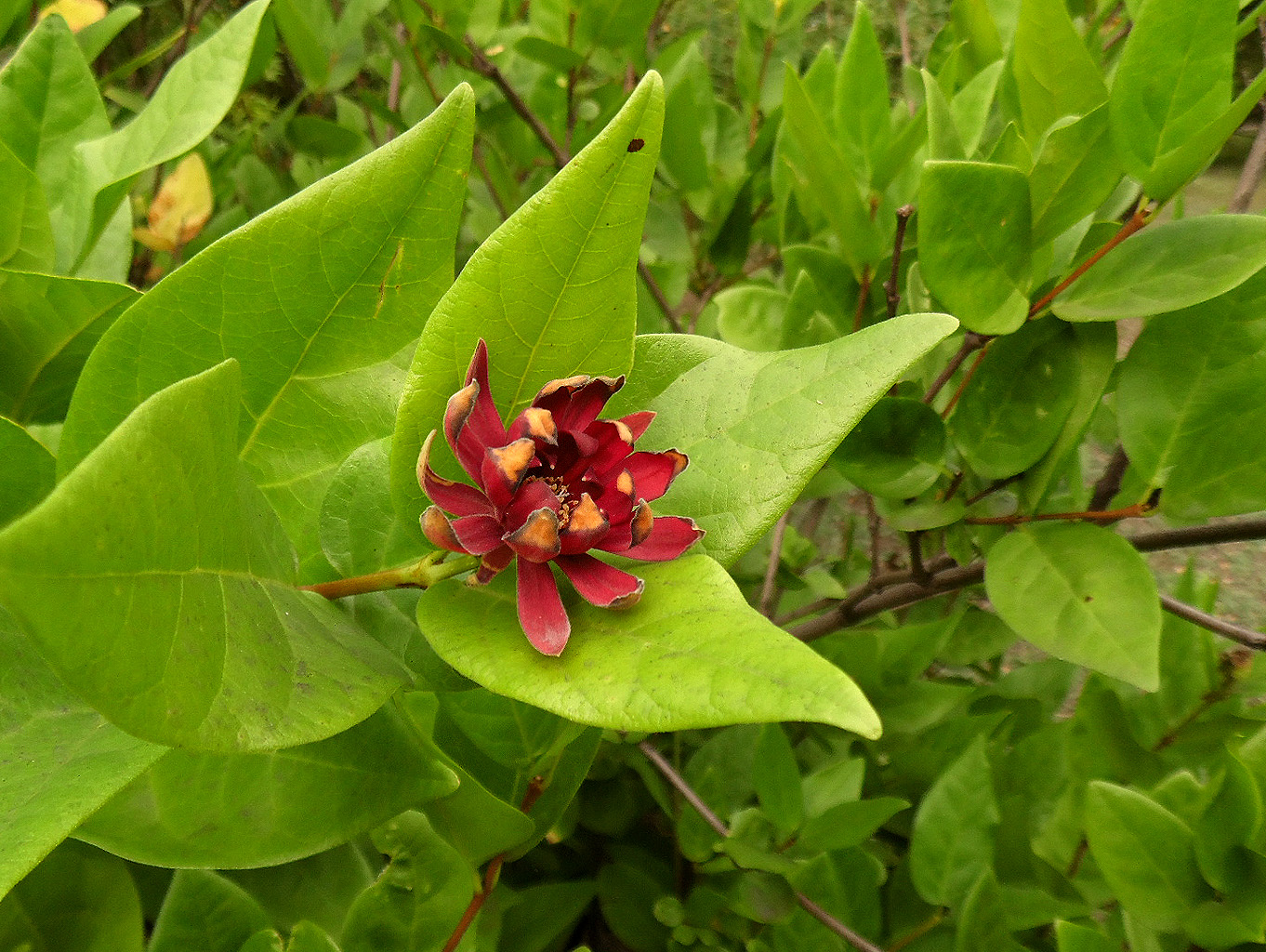 Изображение особи Calycanthus floridus.