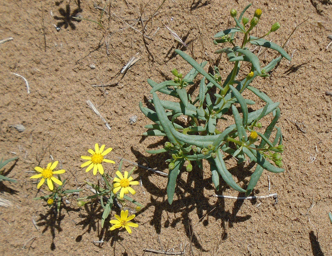 Image of Senecio subdentatus specimen.