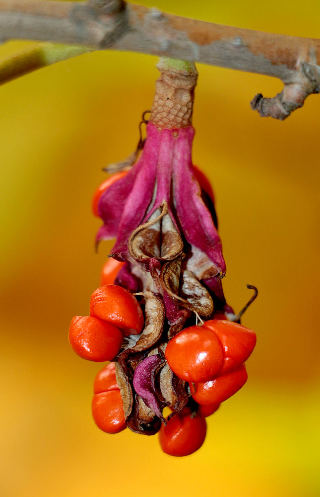 Image of Magnolia sieboldii specimen.