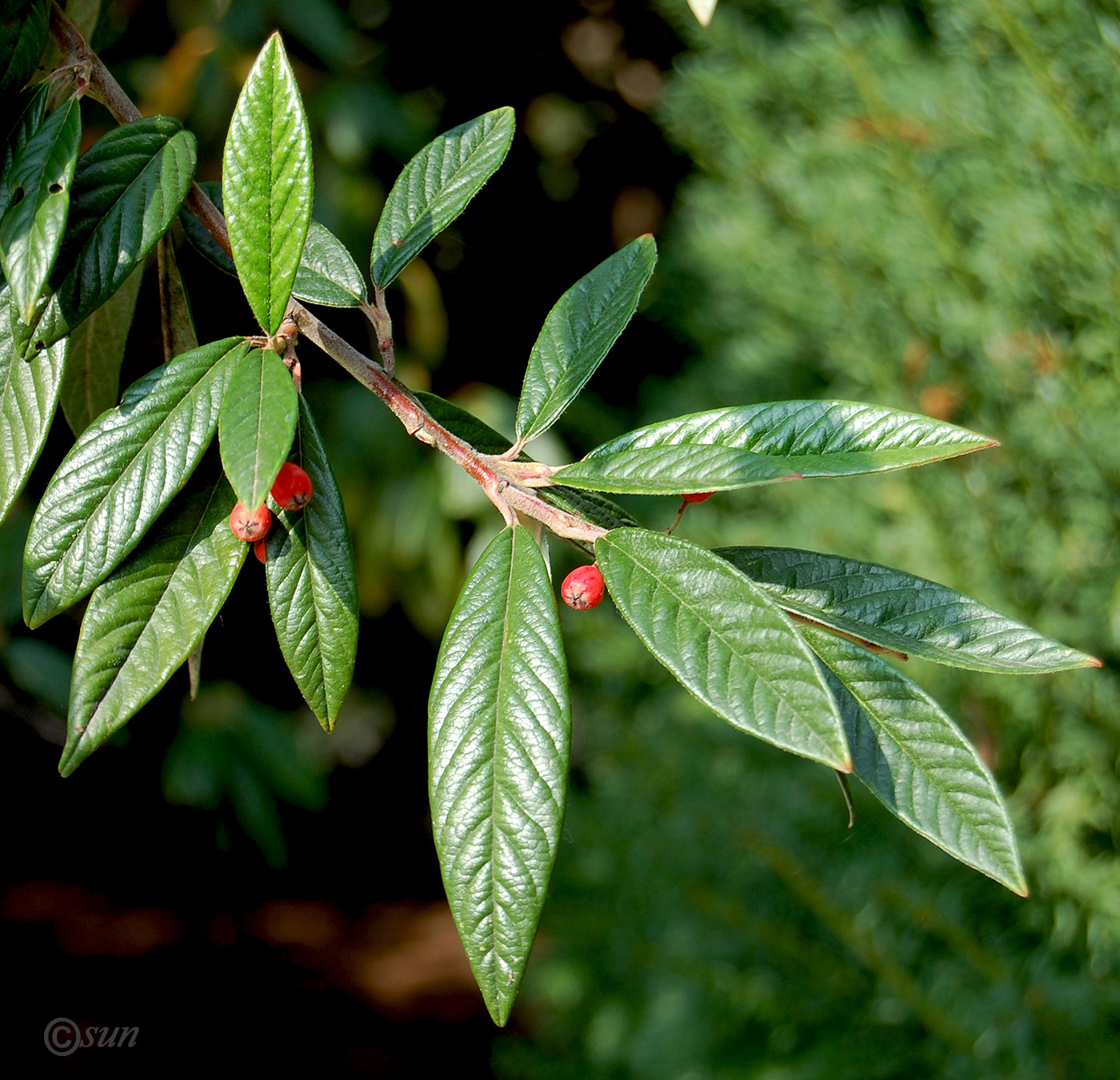 Image of Cotoneaster salicifolius specimen.