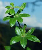 Rubia peregrina