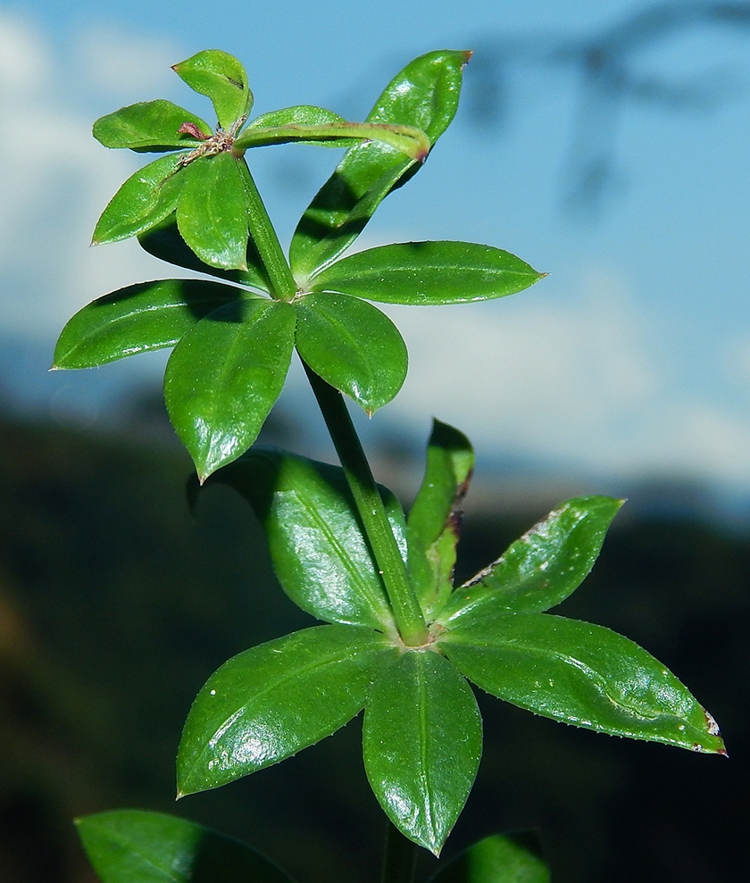 Image of Rubia peregrina specimen.