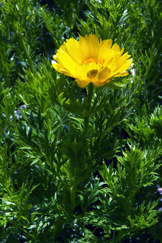 Изображение особи Adonis turkestanica.