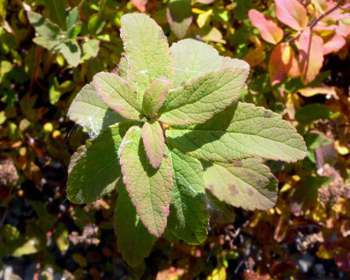 Image of Spiraea beauverdiana specimen.