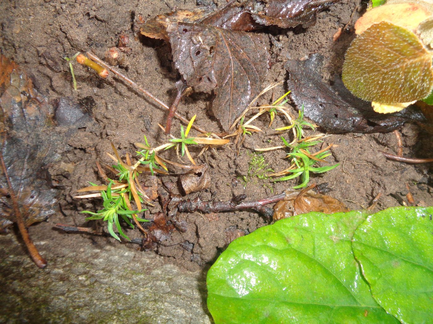 Изображение особи Phlox subulata.