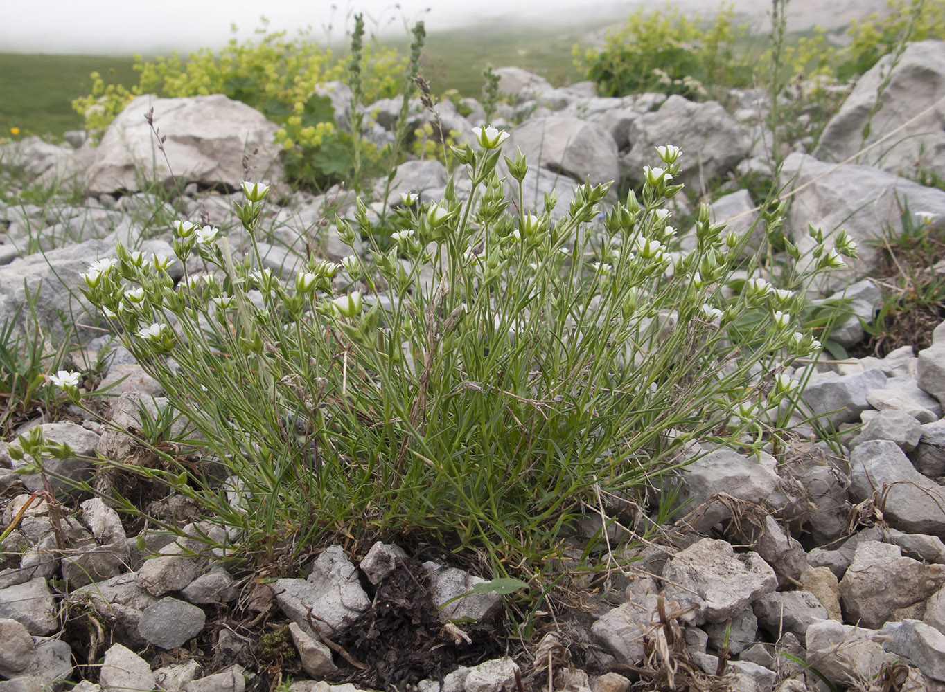 Image of Minuartia oreina specimen.