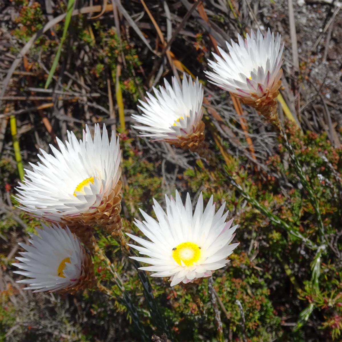 Image of Edmondia sesamoides specimen.