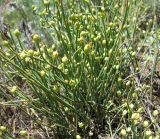 Ephedra distachya