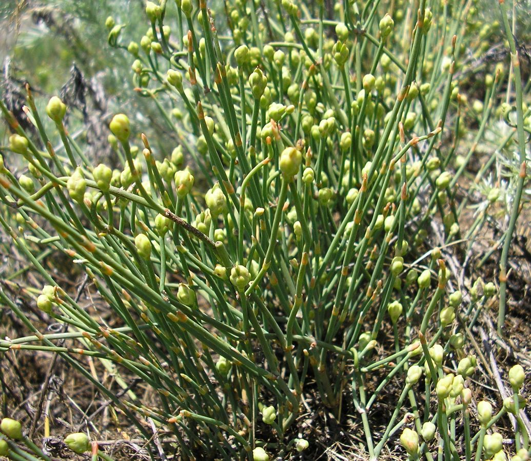 Image of Ephedra distachya specimen.