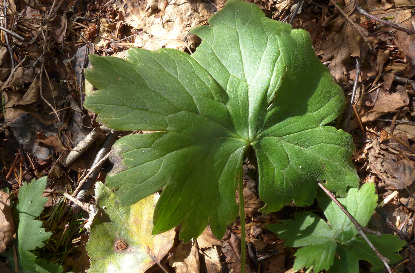 Изображение особи Aconitum umbrosum.