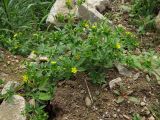 Potentilla norvegica