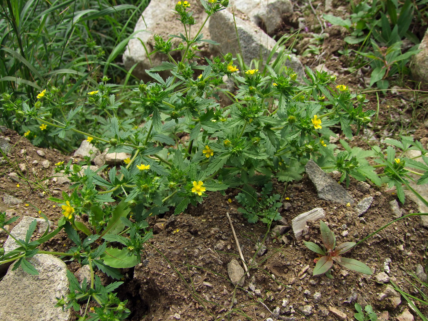 Изображение особи Potentilla norvegica.