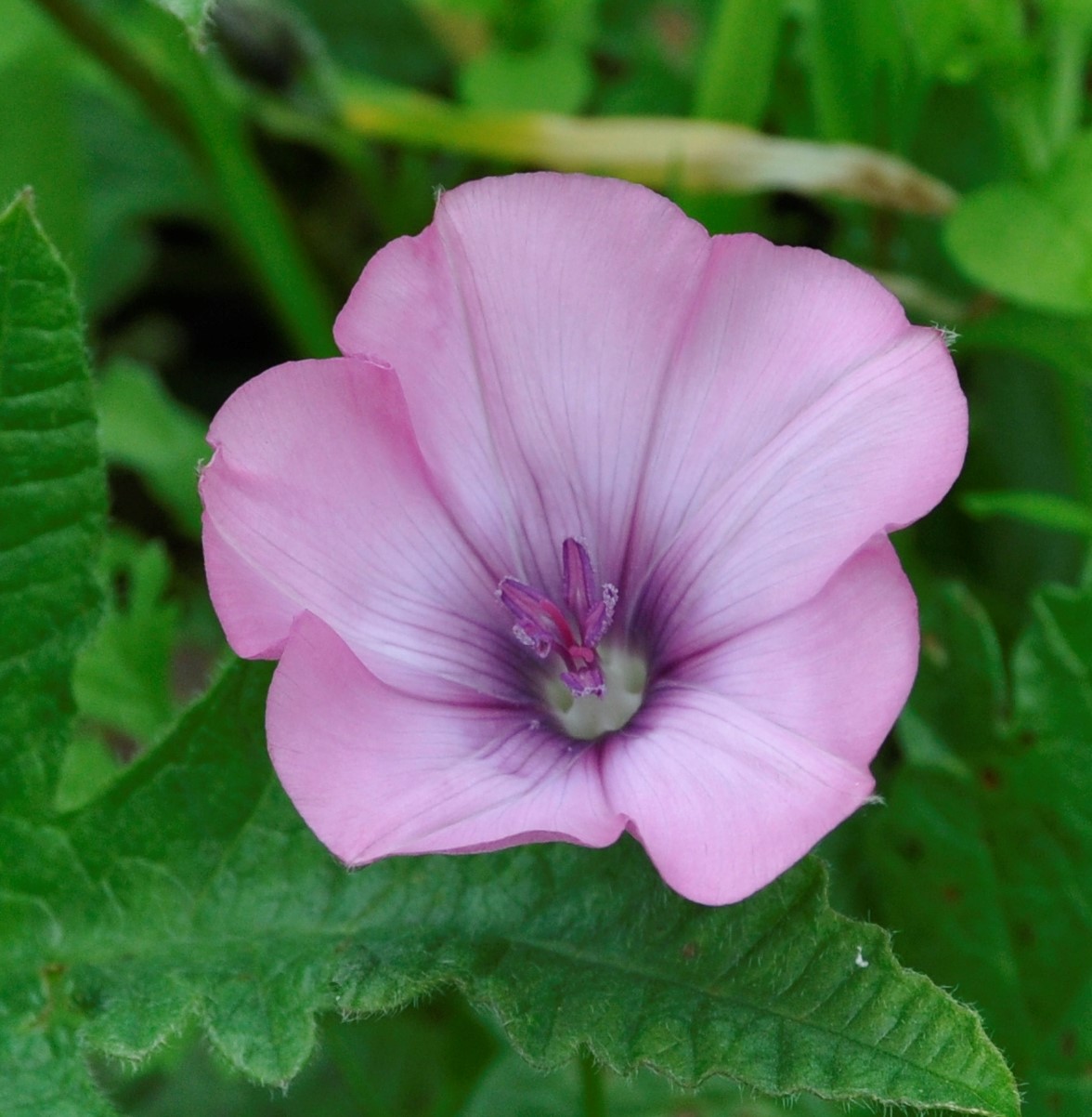 Image of Convolvulus althaeoides specimen.