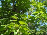Populus lasiocarpa
