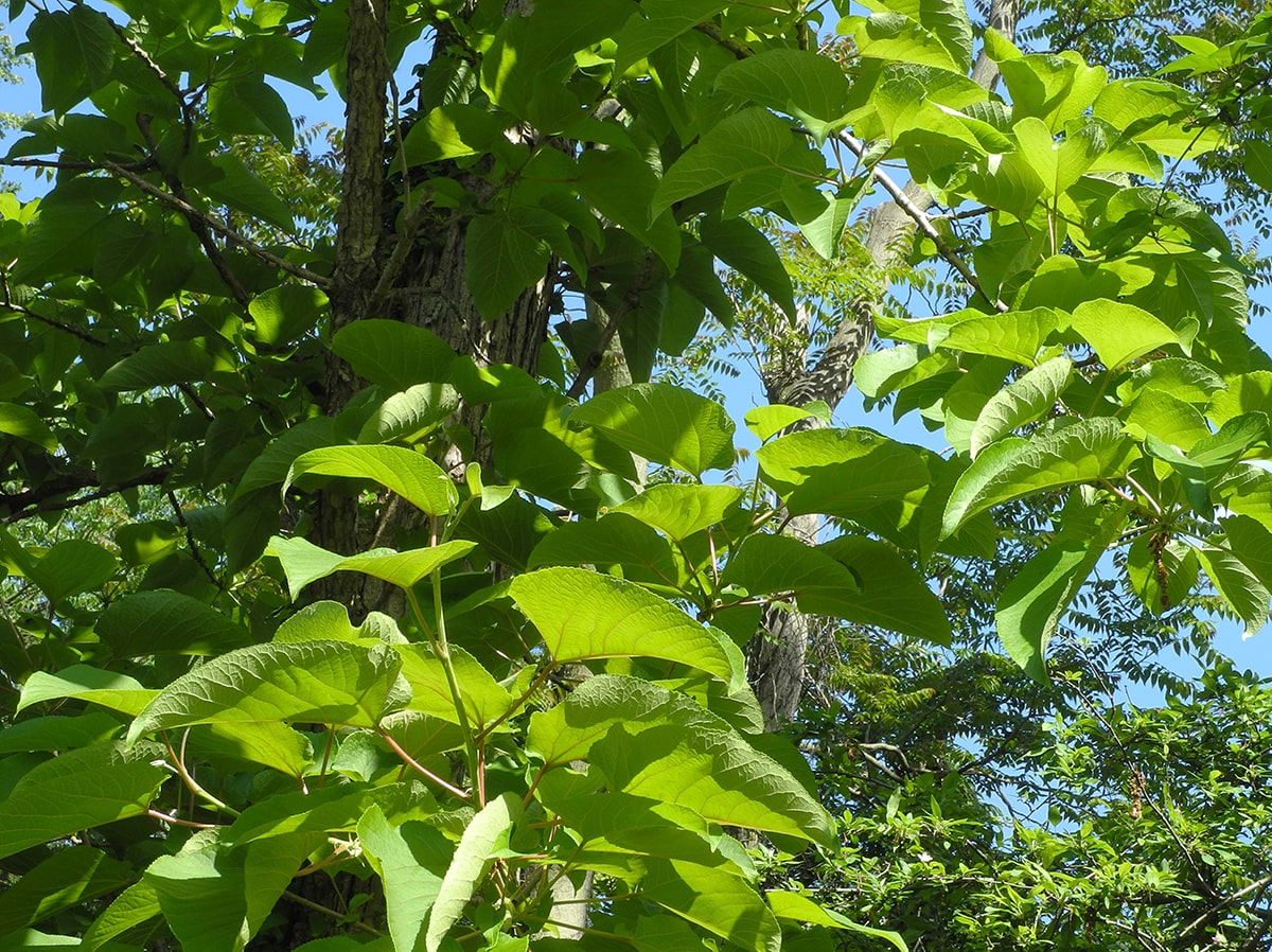 Изображение особи Populus lasiocarpa.
