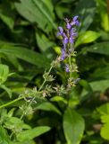 Salvia tesquicola. Верхушка доцветающего побега. Пермь, Свердловский р-н, в озеленении. 26 июля 2018 г.