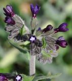 Anchusa hybrida