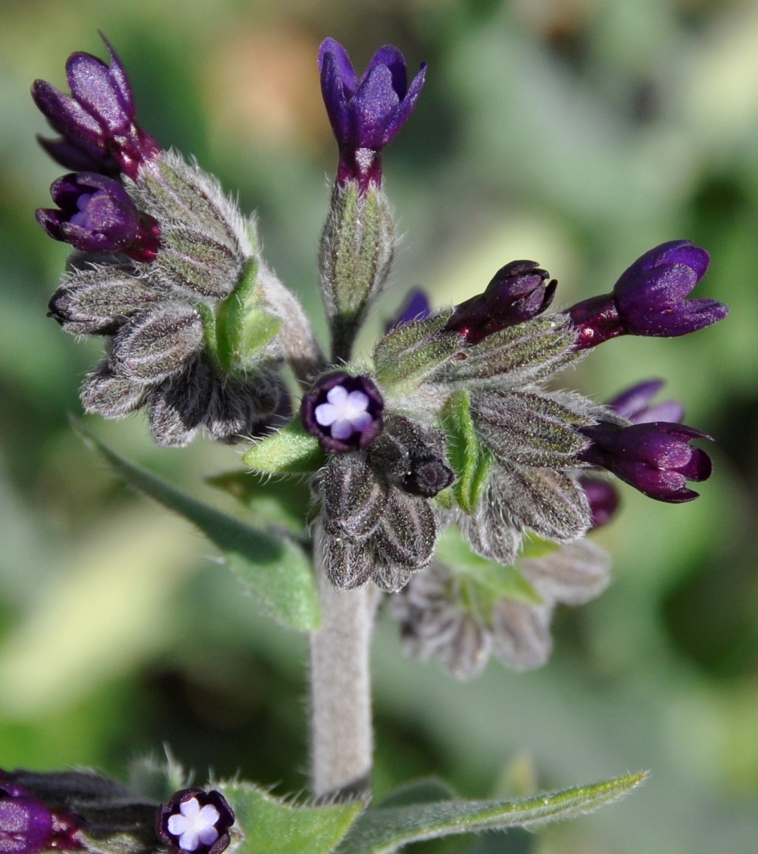 Изображение особи Anchusa hybrida.