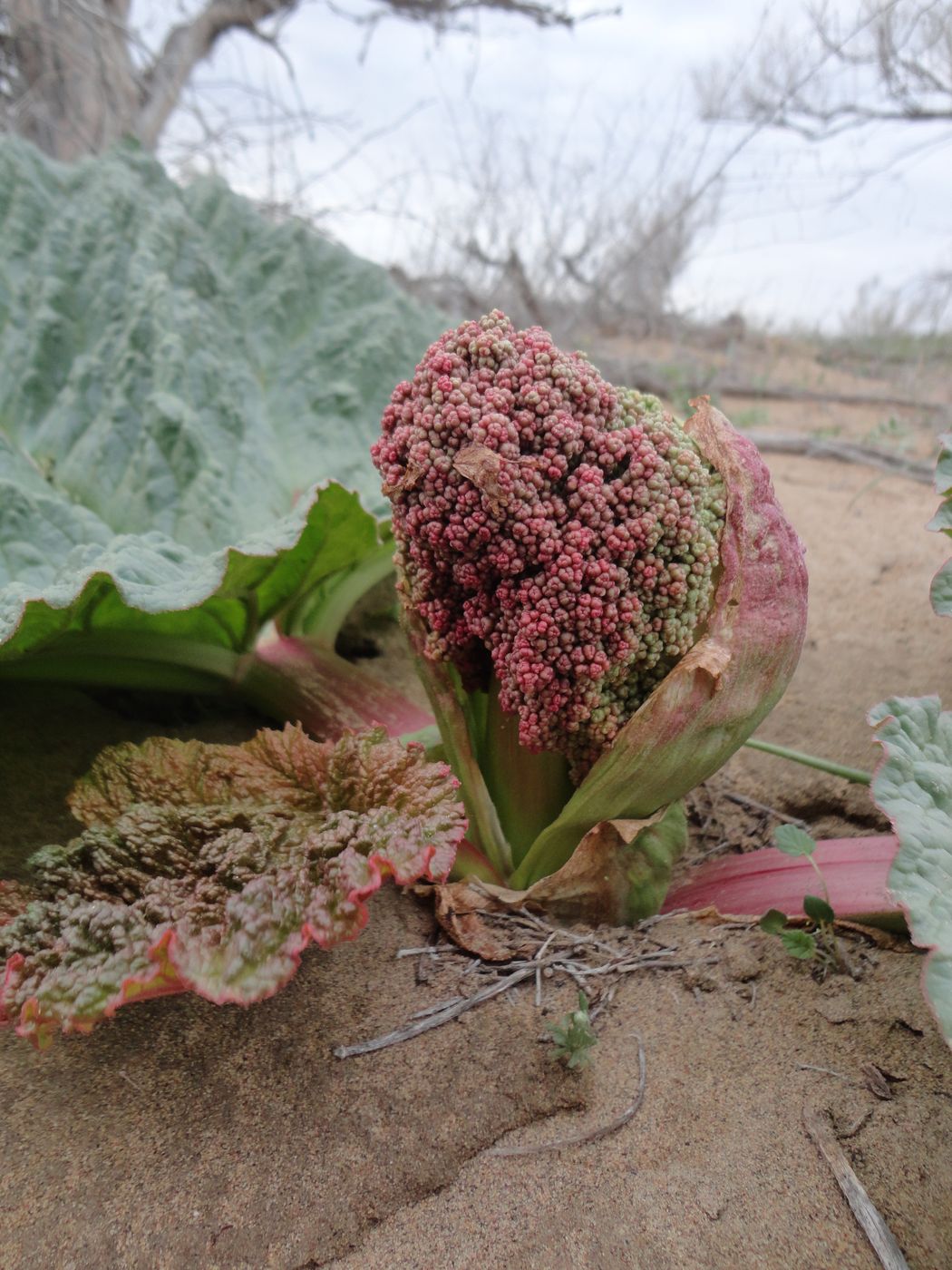 Изображение особи Rheum turkestanicum.